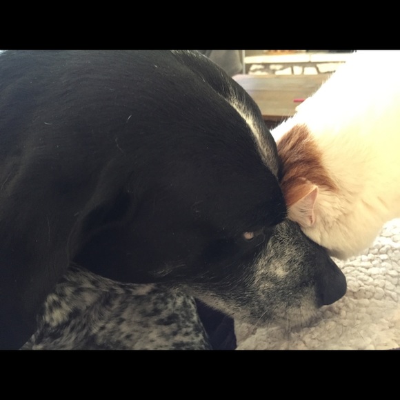 rottweilerqueen